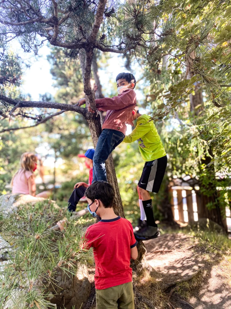 Campers climbing a tree outdoors